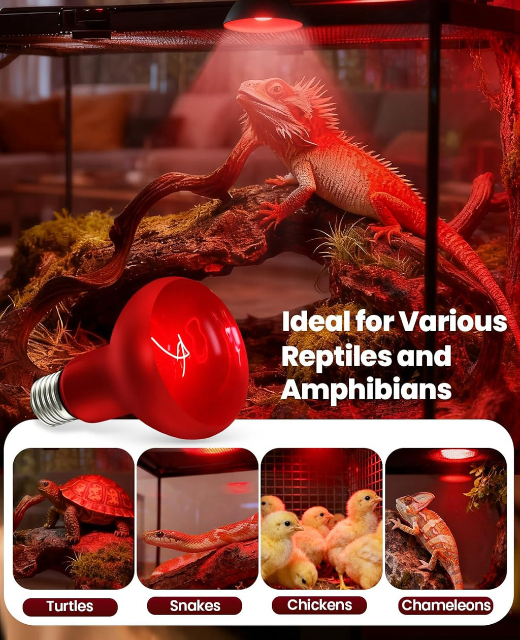 KINDEEP Infrared Heat Lamp Bulbs: 50W Reptile Heat Light 2 Pack - Red Basking Spot Light Bulbs Reptile Heating lamp for Lizard Bearded Dragon Turtle Snake Leopard Gecko Tortoise Chickens