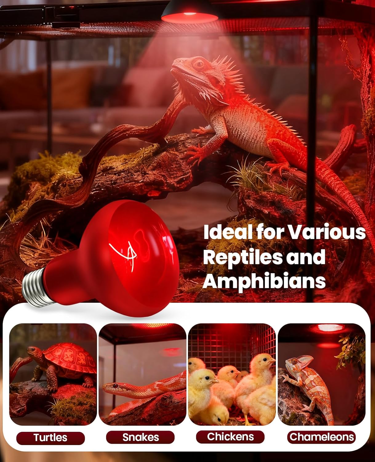 KINDEEP Infrared Heat Lamp Bulbs: 75W Reptile Heat Light 2 Pack - Red Basking Spot Light Bulbs Reptile Heating lamp for Lizard Bearded Dragon Turtle Snake Leopard Gecko Tortoise Chickens