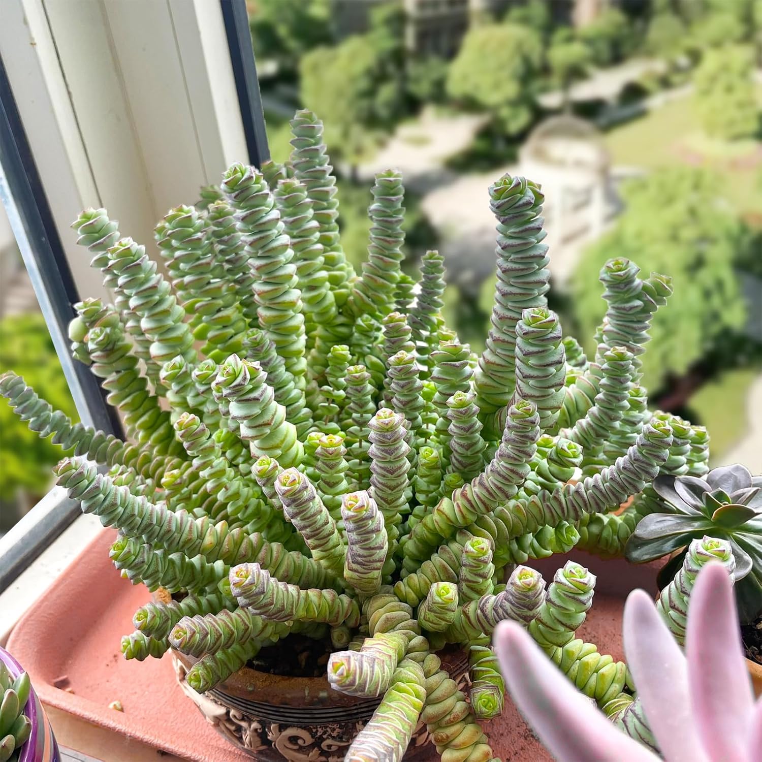 Sprout N Green 4" String of Buttons, Live Crassula 'Baby's Necklace' Trailing Succulent Rooted in Pots, Rare House Plant for Home Office Wedding Hanging Decoration, DIY Projects, Party Favor