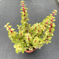 Live Succulent Plants Variegated Elephant Bush, Easy Care Potted Succulents in 4" Pots, Indoor Houseplant, Unique Gifts, Home Office Décor