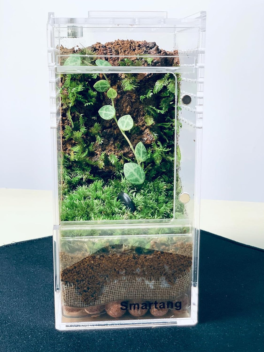 Jumping Spider Enclosure,Arboreal Tarantula Enclosure,Spider Habitat,Praying Mantis Habitat,Frog Enclosure,Insect Terrarium Bug Enclosure,Acrylic Terrarium
