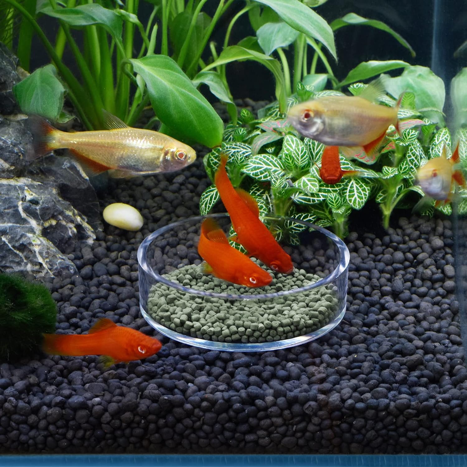 Aquarium Shrimp Feeder Dish Round Clear Fish Tank Feeding Dish Bowls (65mm)