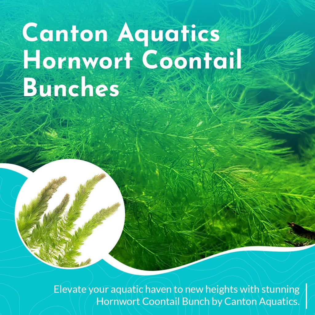 Live Aquarium 6 Hornwort Coontail Indoor Plants - Excellent Aquarium Plant - Beautiful Effect to Aquarium - Fast Growth, Long Lasting & Easy to Care Aquatic Plants - Pack 6