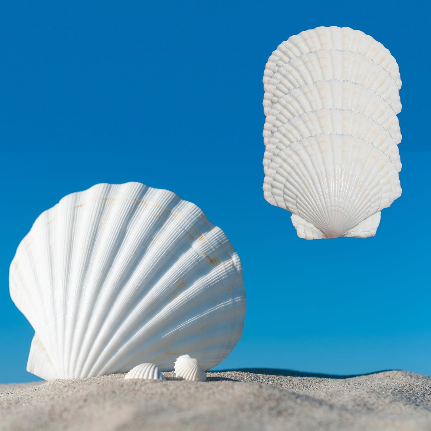 20PCS Scallop Shells Crafts 4''-5'' Large Beach Natural Scallop Shells, for Baking Shells, Crafts DIY Painting Beaching Wedding Decoration