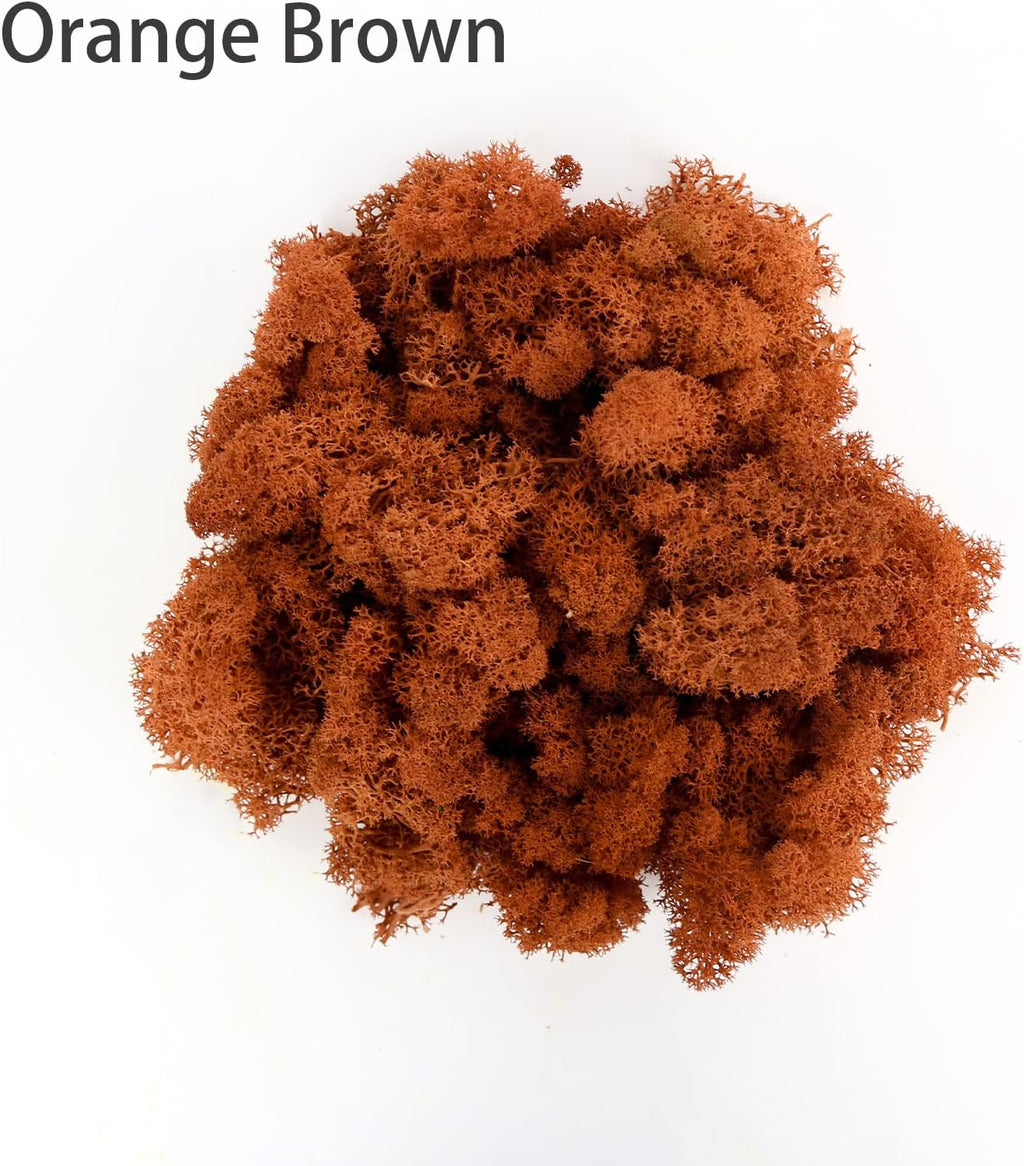 Amoueterno Preserved Moss 4 Color Reindeer Moss,Total 14OZ Each Color 3.5OZ, Natural Real Green Moss DIY Kit Moss Crafts Art Wall Decor Florist Decor Yellow/Light Yellow/Brown/Orange Brown