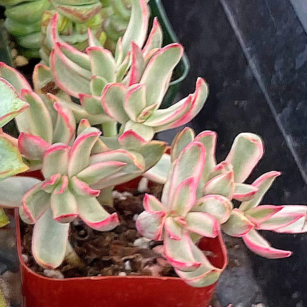Sprout N Green Crassula Succulent Collection, 3 Live Succulent Plant Fully Rooted in 2inch Starter Pot, Home Office Indoor Outdoor Wedding Decoration DIY Projects Party Favor