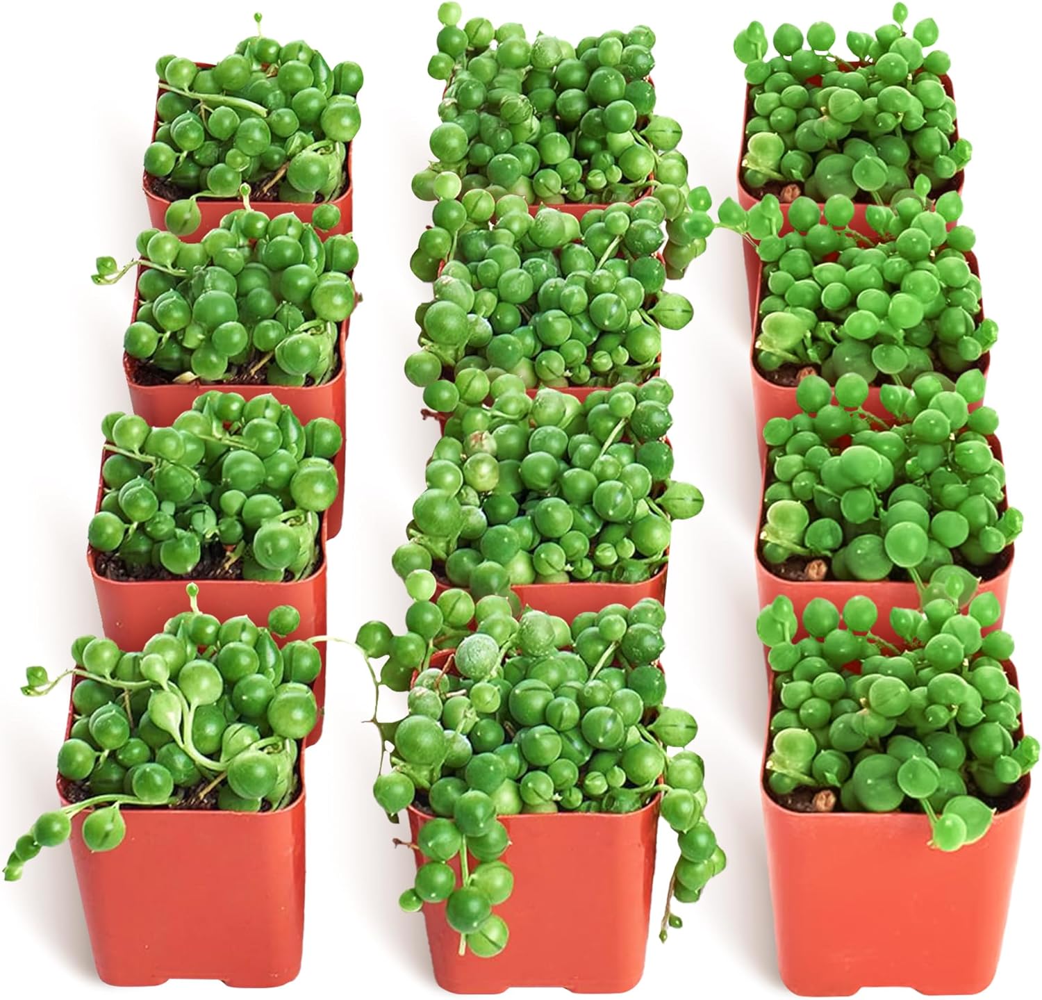Shop Succulents String of Pearls Succulent Plant 2" Grow Pot Pack of 12