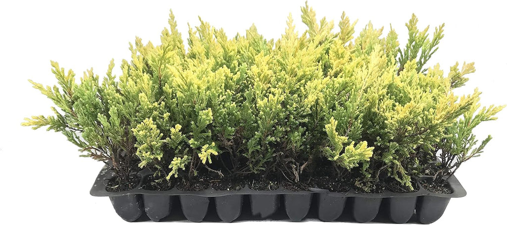 Lime Glow Juniper - 30 Live Plants - Juniperus Horizontalis - Hardy Evergreen Ground Cover