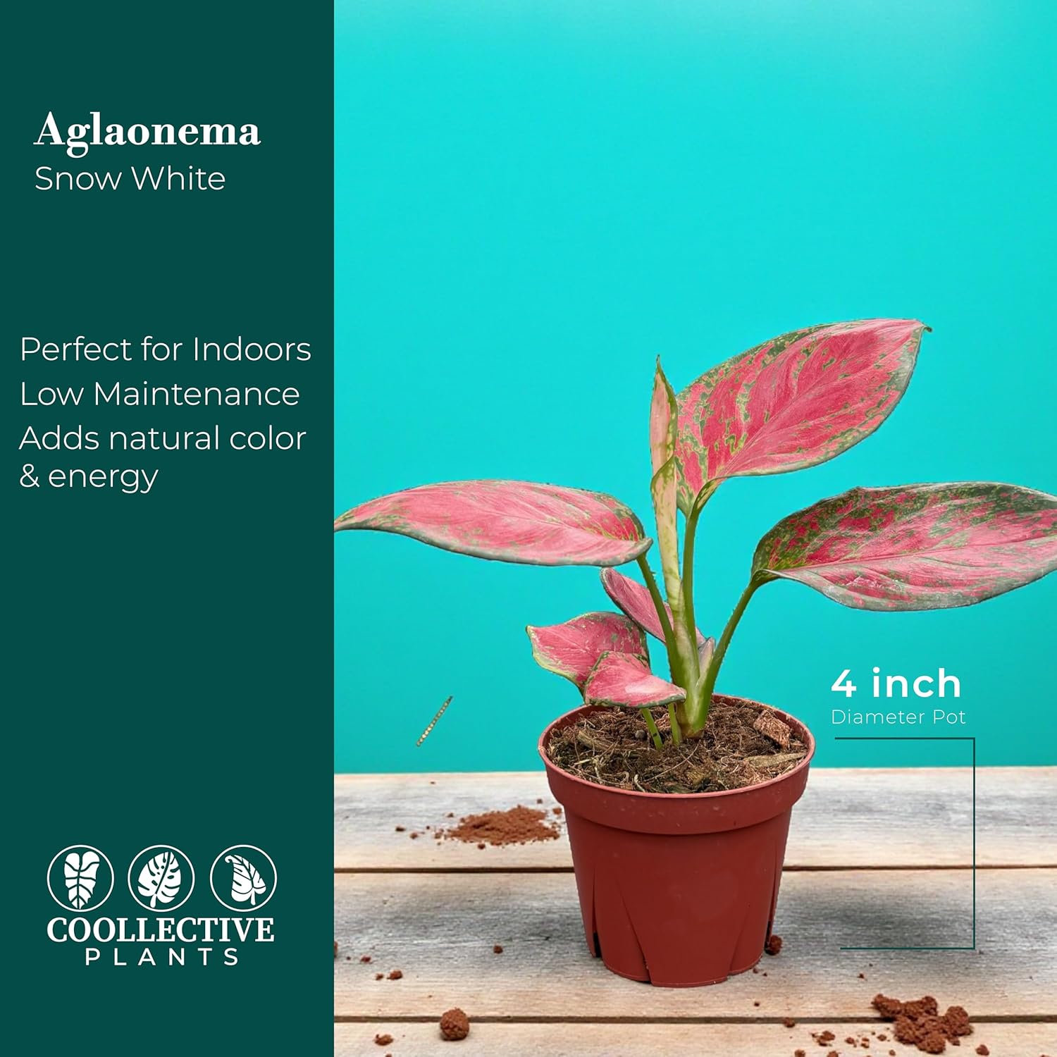 CoollectivePlants Aglaonema Richard – Aglaonema Live Plant in 4” Growers Pot | Chinese Evergreen Live Houseplant with Green & Cream Variegated Leaves | Easy Low Light Indoor Plant