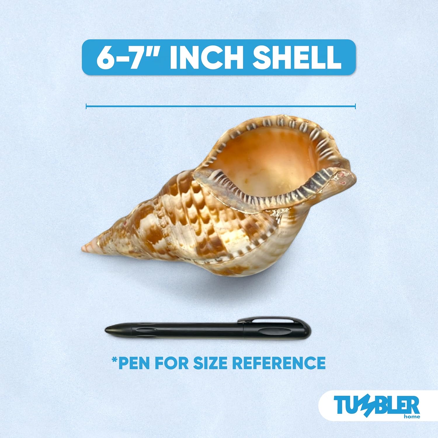 Tumbler Home Large Conch Sea Shells for Decorating or Fish Tank, Coastal & Nautical Decor, Air Plant Holder, Aquarium Ornaments, Big Sea Shell, Decorative Seashells, Beach Party Decor (Triton)