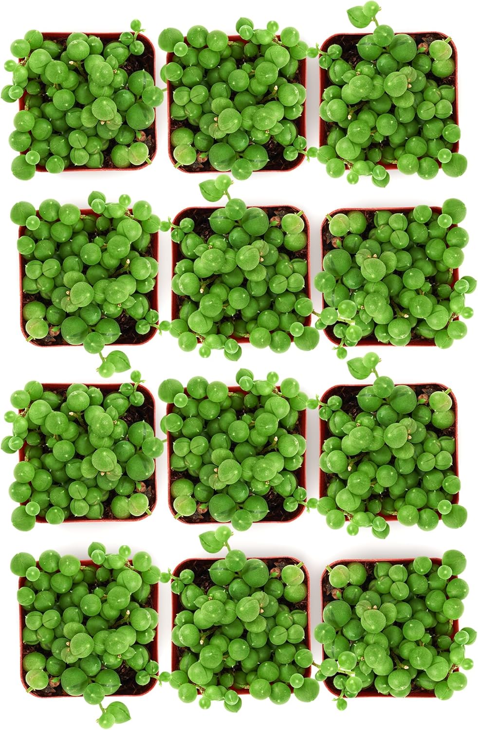 Shop Succulents String of Pearls Succulent Plant 2" Grow Pot Pack of 12