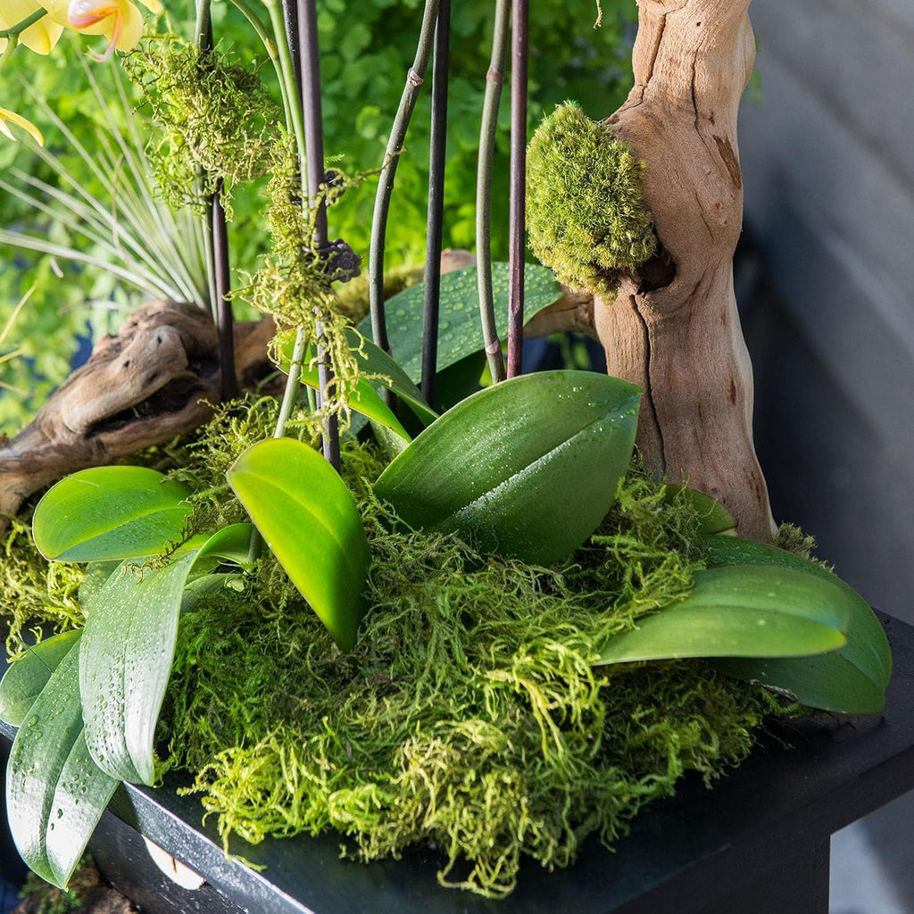 SuperMoss Forest Moss Preserved Lasting Decorative Long Fibers for Potted Plants and Crafts, Fresh Green