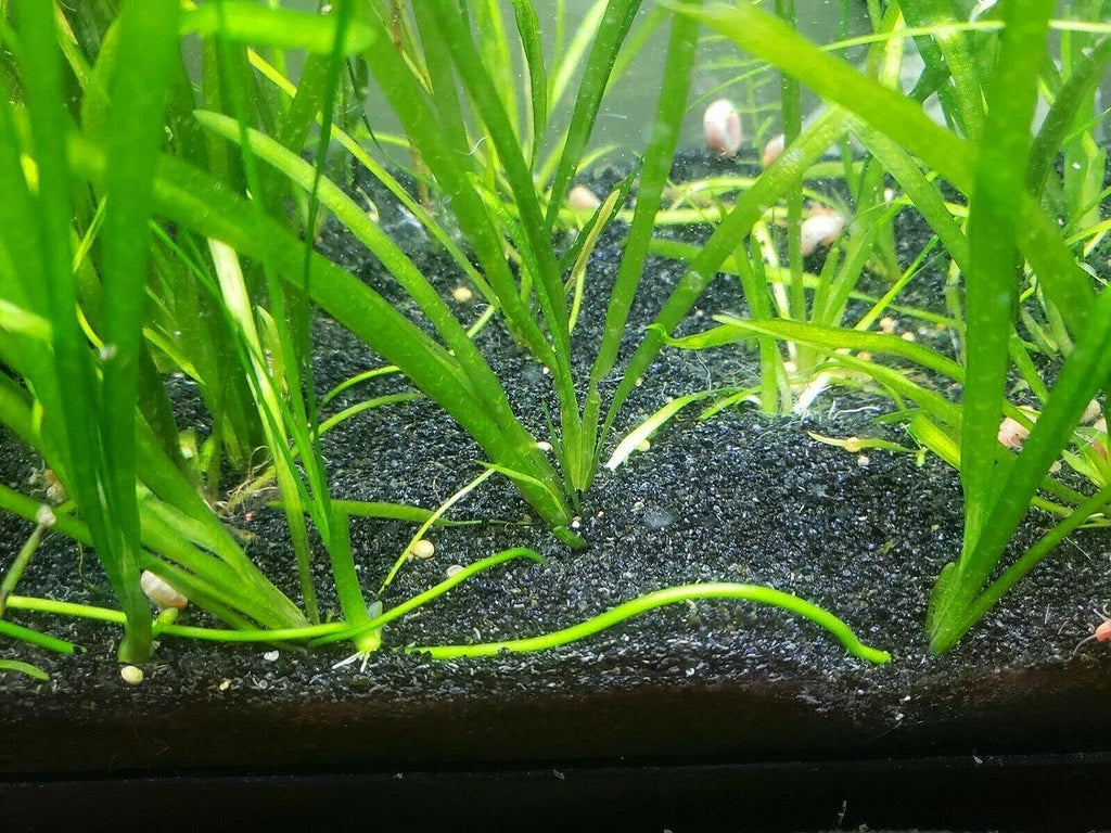 TheFrogHouse Black Aquarium Sand Substrate (35lbs)