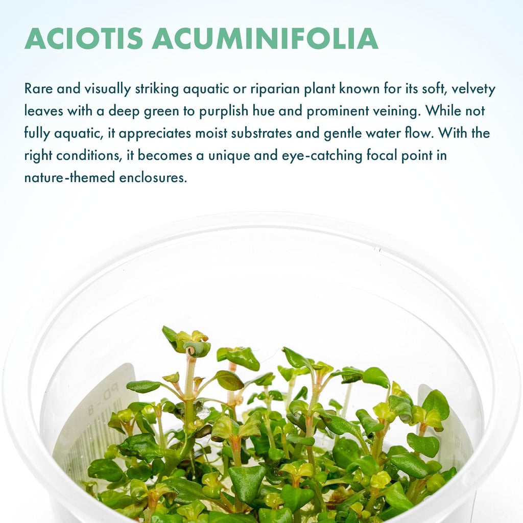 SubstrateSource Live Plant - Aciotis acuminifolia - Slow-Growing Midground Red Accent Plant for Aquascaping, Snail-Free in Vitro Aquarium Stem Plant - Tissue Culture