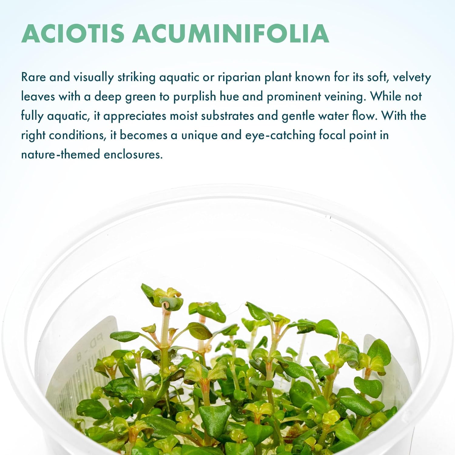 SubstrateSource Live Plant - Aciotis acuminifolia - Slow-Growing Midground Red Accent Plant for Aquascaping, Snail-Free in Vitro Aquarium Stem Plant - Tissue Culture