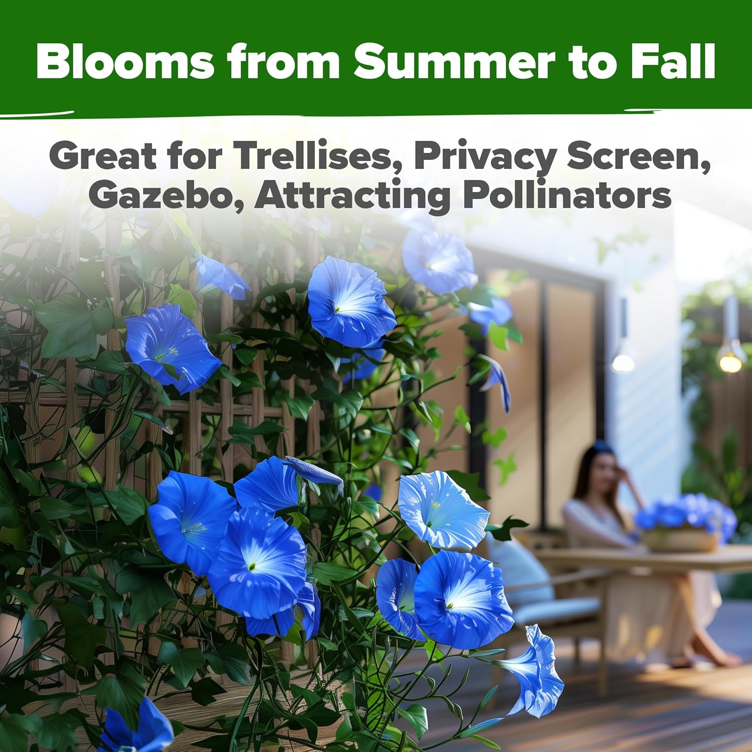 HOME GROWN Morning Glory Seeds,Heavenly Blue (2 Pack) 300 Heirloom Morning Glories Vine Seeds for Planting Ideal for a Flower Garden That Attracts Pollinators and Birds(Ipomoea Tricolor)