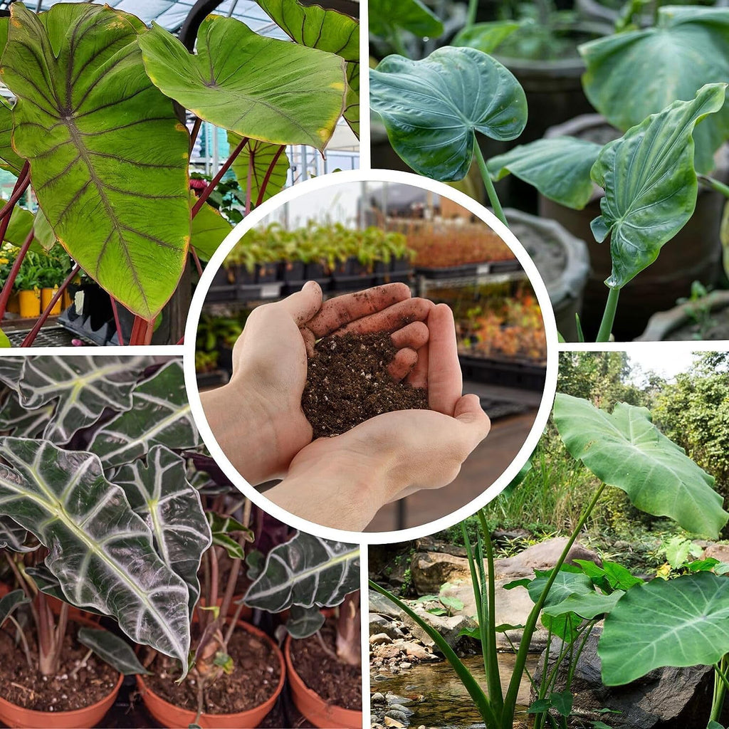 Gardenera Premium Alocasia Plant Potting Mix - Crafted for Thriving Growth and Striking Elegance - 1 Quart, MAIN-ALOCASIA-1QT