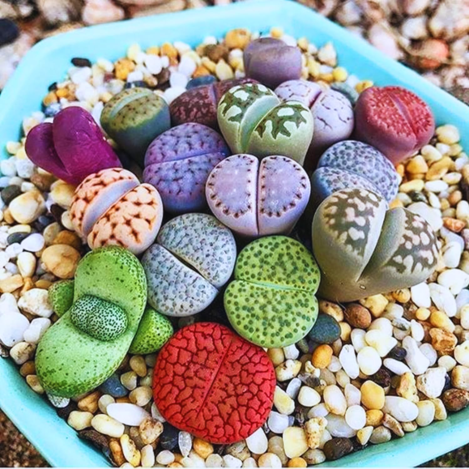 Lithops Live Plants Mix, 30 Colorful Lithops Succulents Plants Live, Rocks Living Stones Succulent for Planting Indoors Outdoors