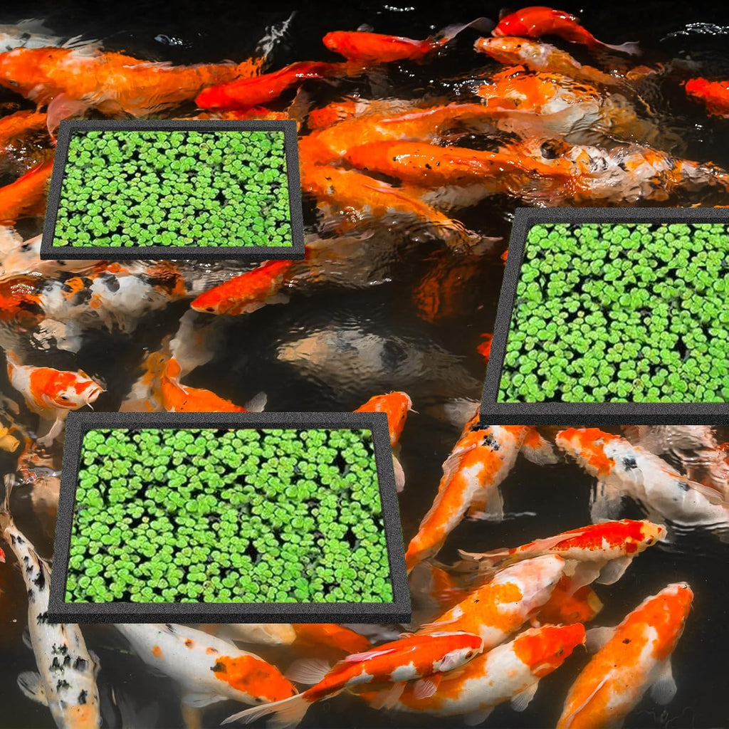 5Pcs Fish Black Foam Feeding Rings Set, Floating Aquarium Plant Corral, Square Feedings Rings for Fish Tank, Floating Plant Ring, Betta Fish Tank Aquarium Accessories
