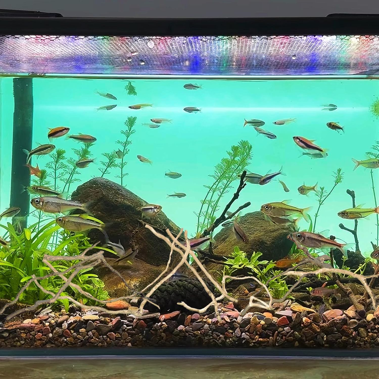 Hamiledyi Natural Driftwood for Aquarium Decor - Red Moor Wood 10"-15" Long Assorted Shapes (100g) Safe Branches for Fish Tank & Reptile Habitat - Natural Aquarium Wood Decorations (Delicate branches)