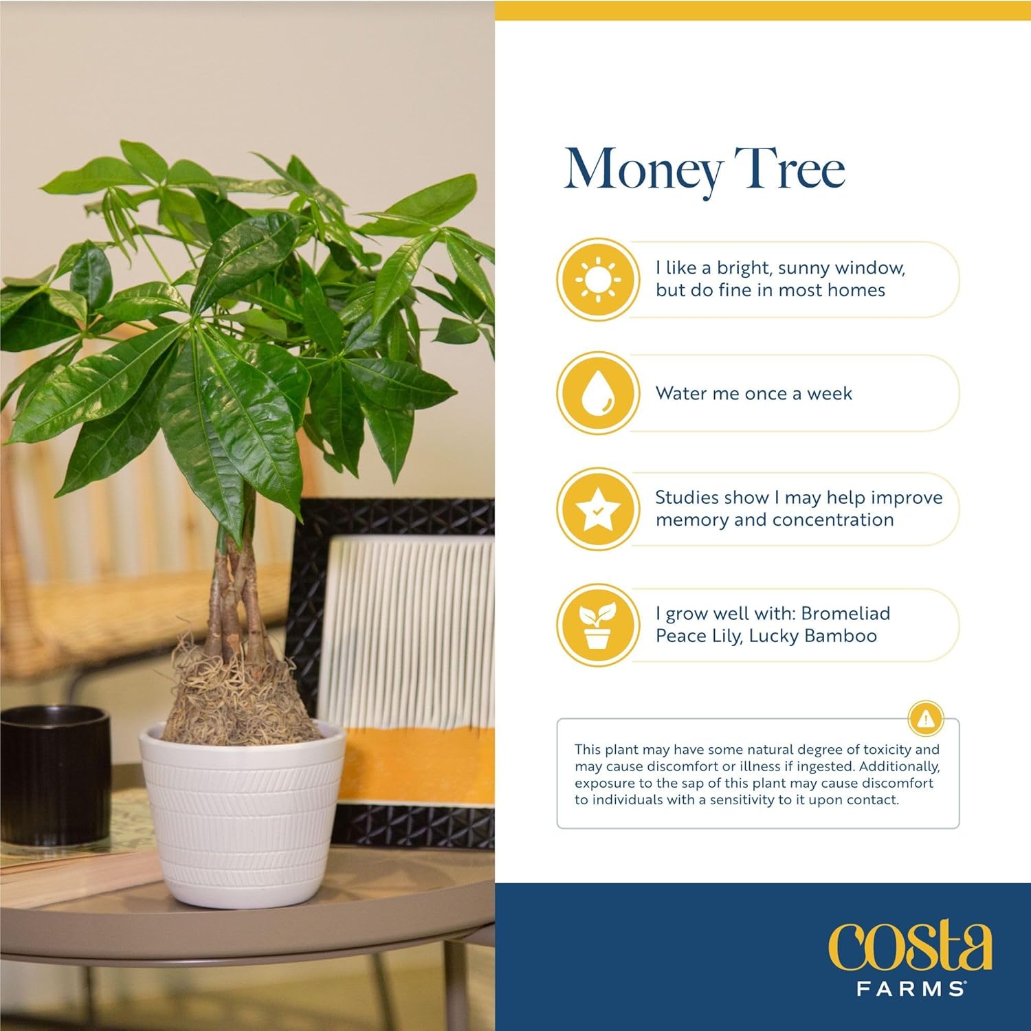 Costa Farms Money Tree Live Plant in Decorative Pot, Air Purifying Indoor Houseplant, Perfect for Home, Room, or Office Decor, Great House Warming or Birthday Gift, 8-10 Inches Tall