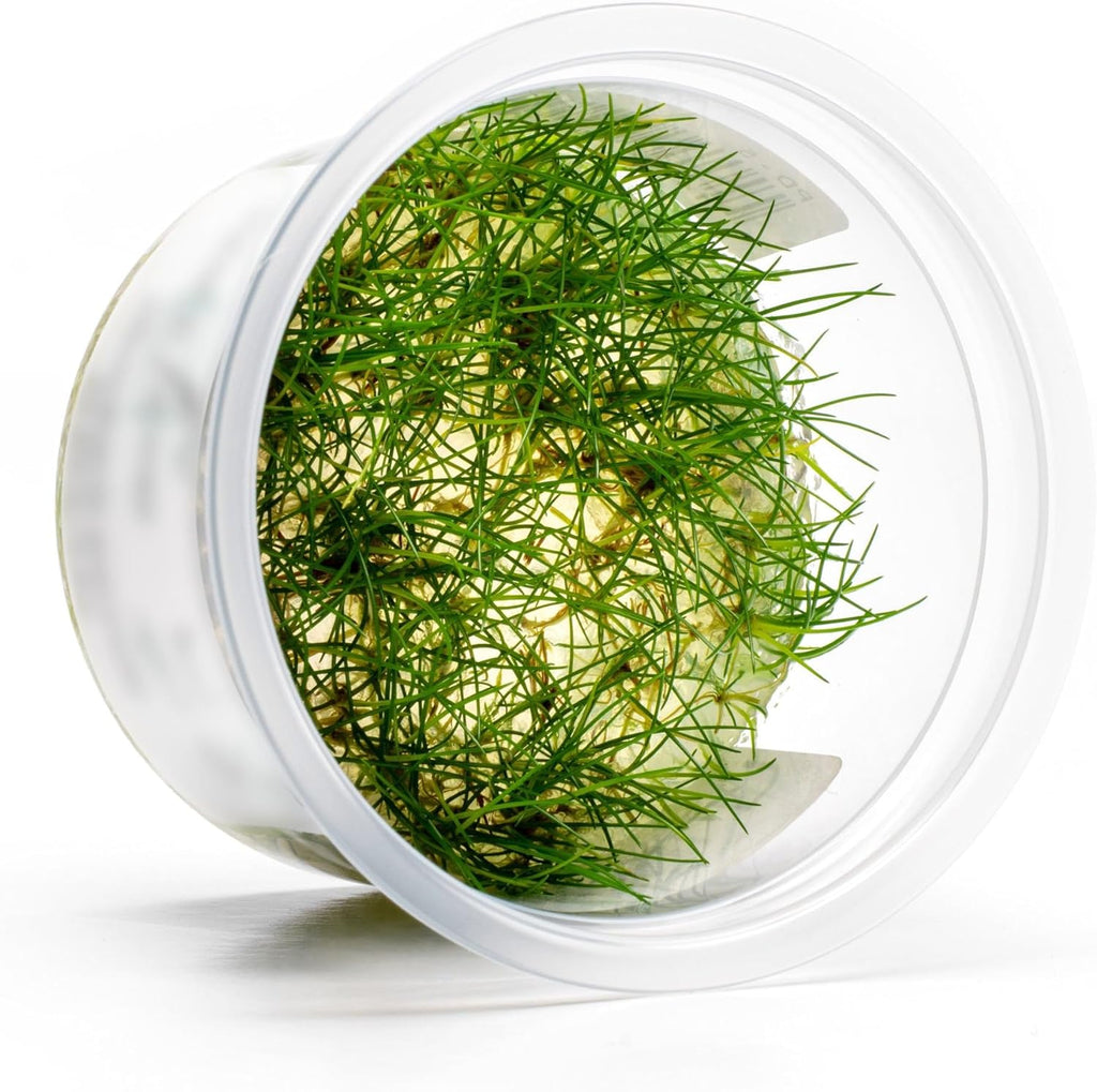 SubstrateSource Live Aquarium Plant - Eleocharis parvula - Snail Free in-Vitro Easy Care Freshwater Aquatic Plants for Aquascaping, Med - High Light, Fast Growth - Tissue Culture