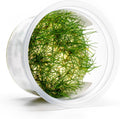 SubstrateSource Live Aquarium Plant - Eleocharis parvula - Snail Free in-Vitro Easy Care Freshwater Aquatic Plants for Aquascaping, Med - High Light, Fast Growth - Tissue Culture