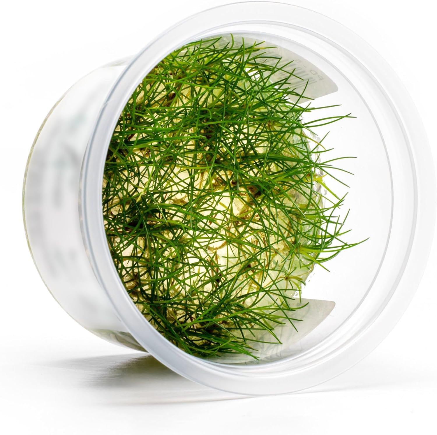 SubstrateSource Live Aquarium Plant - Eleocharis parvula - Snail Free in-Vitro Easy Care Freshwater Aquatic Plants for Aquascaping, Med - High Light, Fast Growth - Tissue Culture