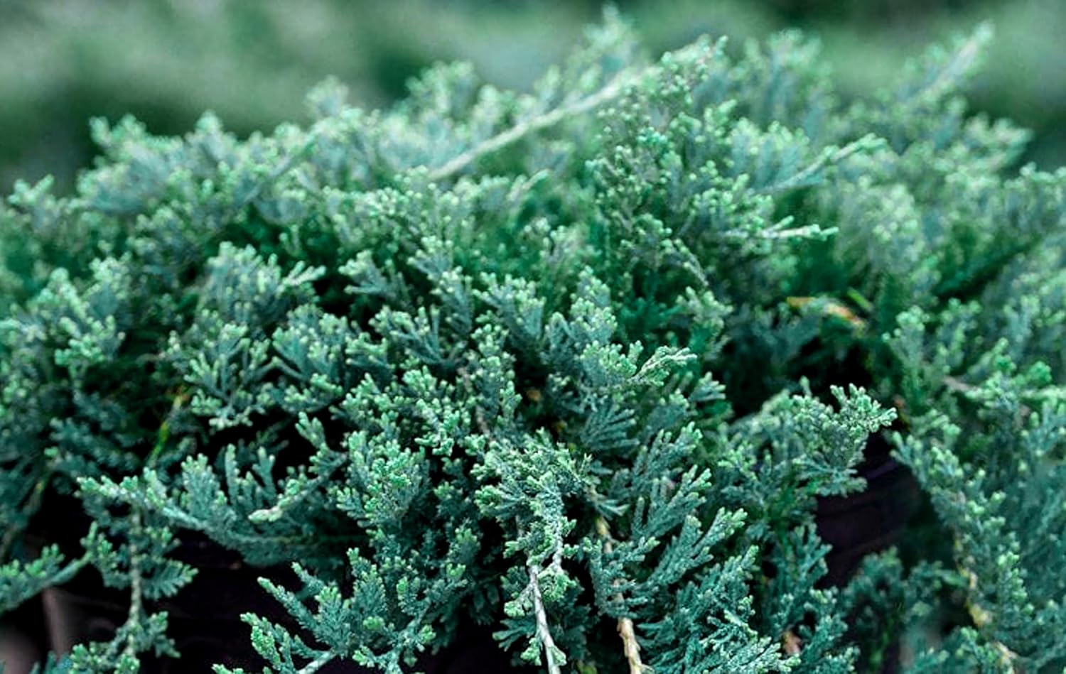Blue Rug Juniper Wiltonii | 1 Live 4 Inch Plant | Juniperus Horizontalis | Creeping Ground Cover, Low Maintenance Shrub, Drought Tolerant, Evergreen Foliage, Fast Growing, Erosion Control