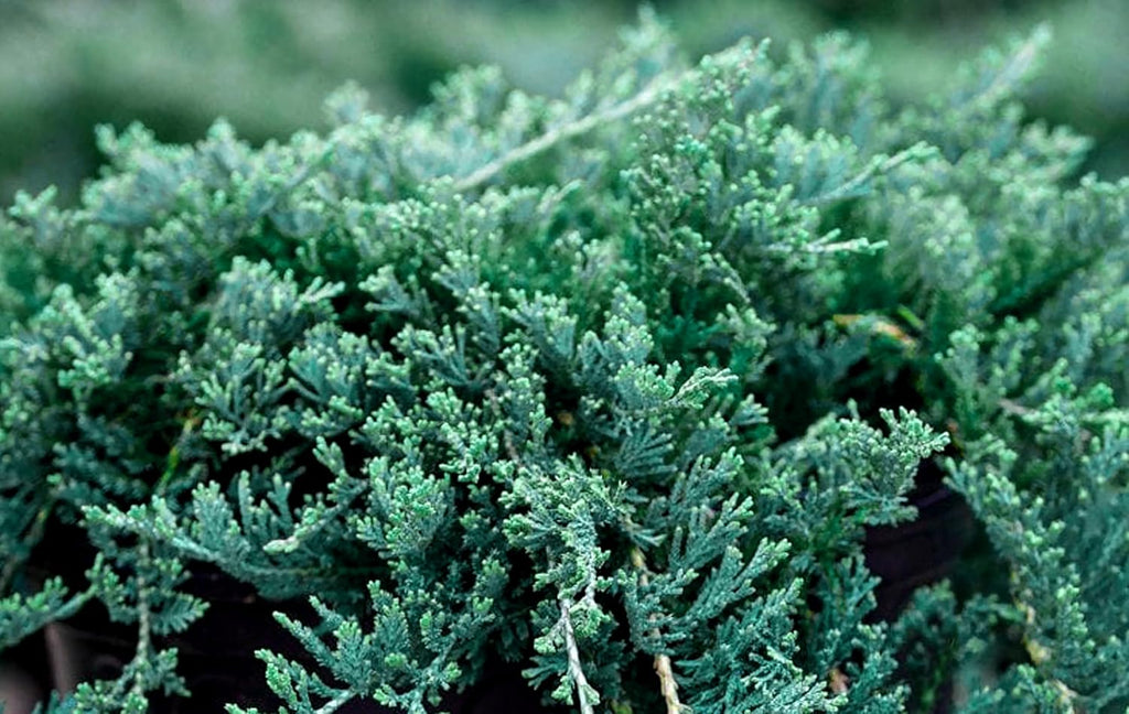 Blue Rug Juniper Wiltonii | 15 Live 4 Inch Plants | Juniperus Horizontalis | Creeping Ground Cover, Low Maintenance Shrub, Drought Tolerant, Evergreen Foliage, Fast Growing, Erosion Control