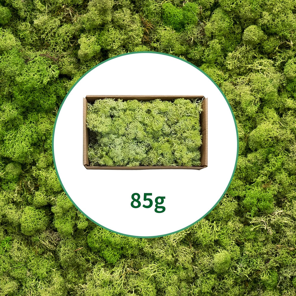 TurelinnG Preserved Moss 3 OZ Reindeer Craft Moss, Fake Moss Suitable for Crafts, Flowerbeds, Home Office Artistic Decoration Green