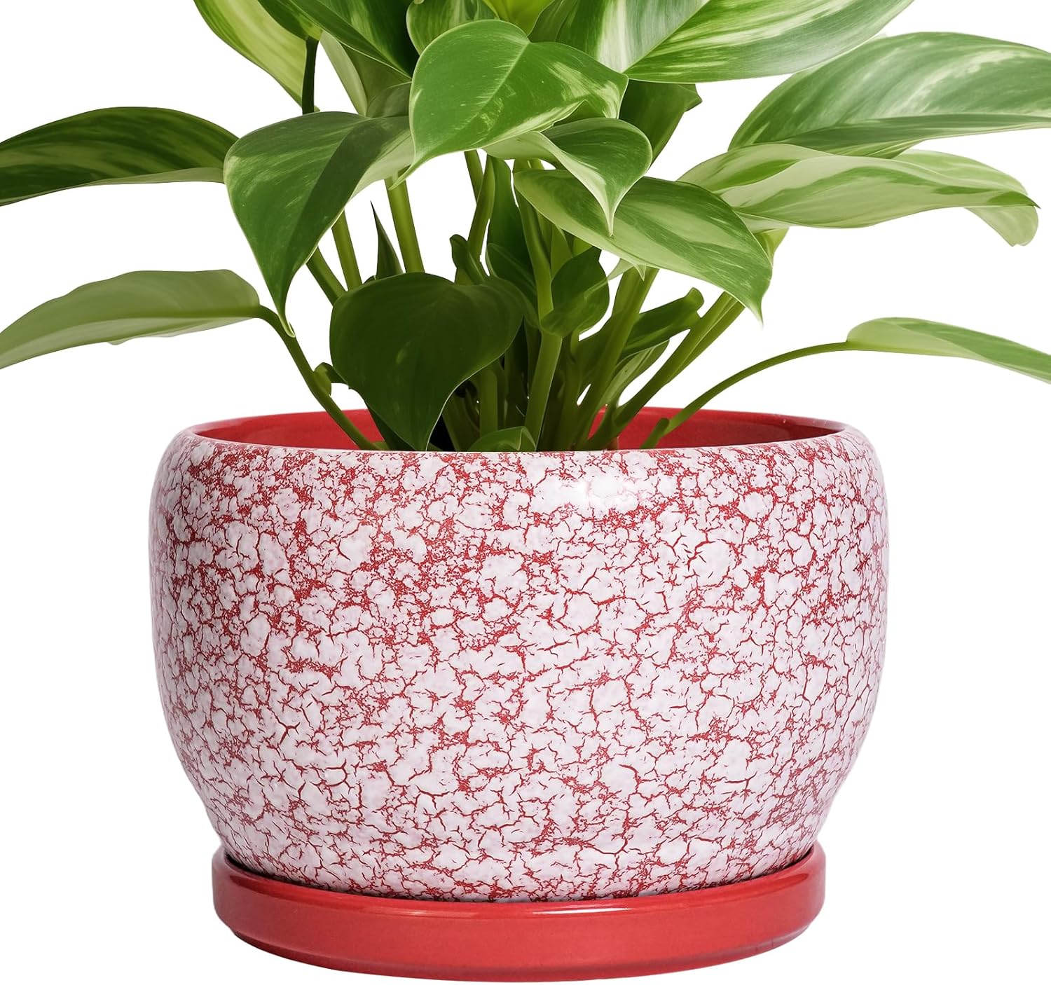 SQOWL Ceramic Pots for Plants - 8 inch Indoor Planter with Drainage Hole and Tray, Ceramic Flower Pot Outdoor, Round Decorative Planter, Bedroom Decor, Gifts for Plant Lovers, Red and White