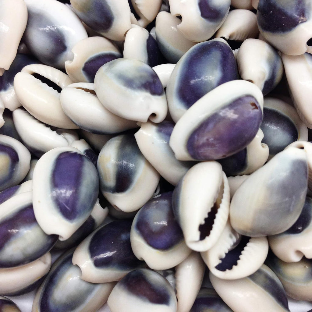 PEPPERLONELY Purple Ring Cowrie Sea Shells, 8 OZ Approx. 250+PC Shells, 1/2 Inch