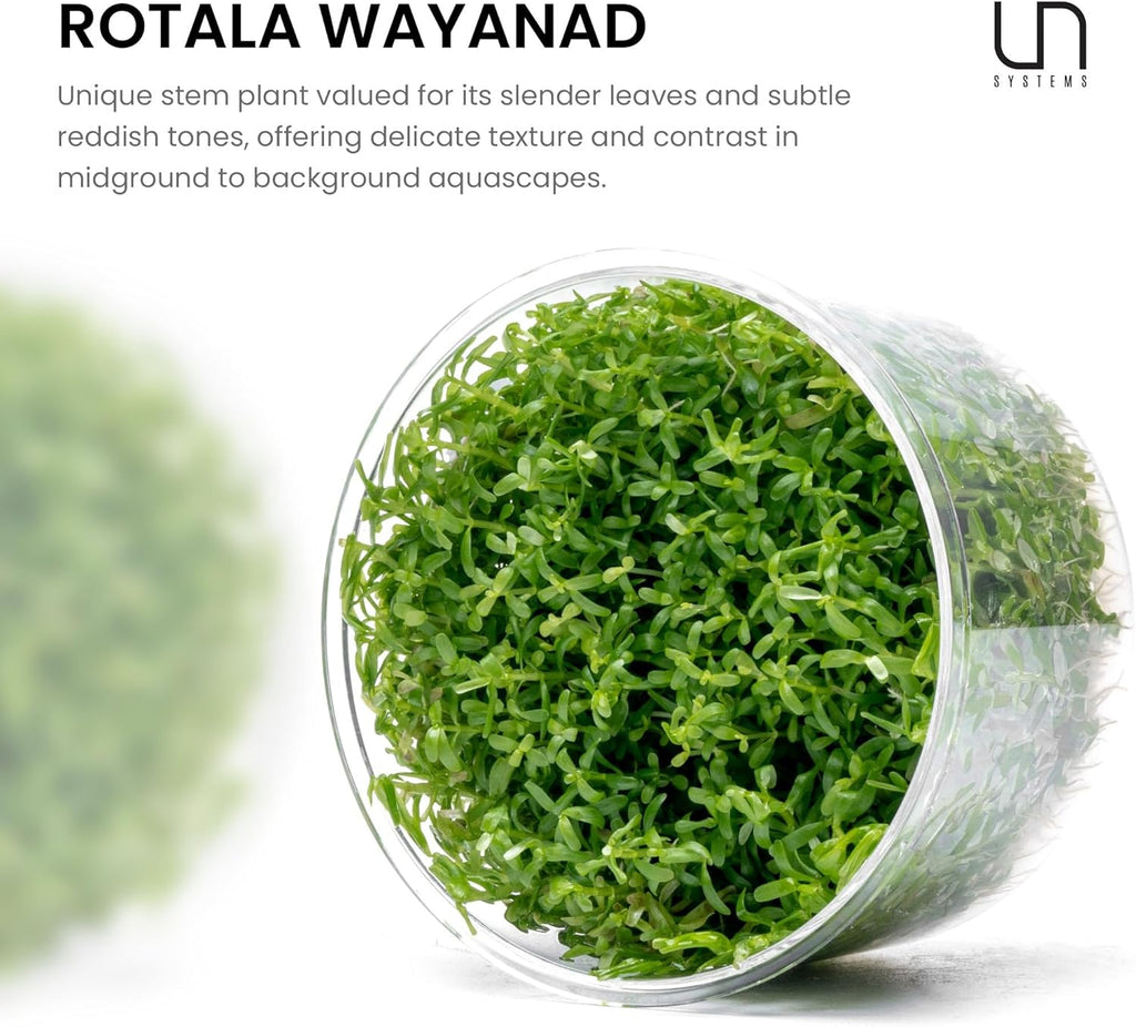 Ultum Nature Systems Live Tissue Culture - Rotala 'Wayanad' - Moderate - High Light - Green to Reddish Accent - Midground to Background - 100% Snail Free Grown in-Vitro - Regular Cup