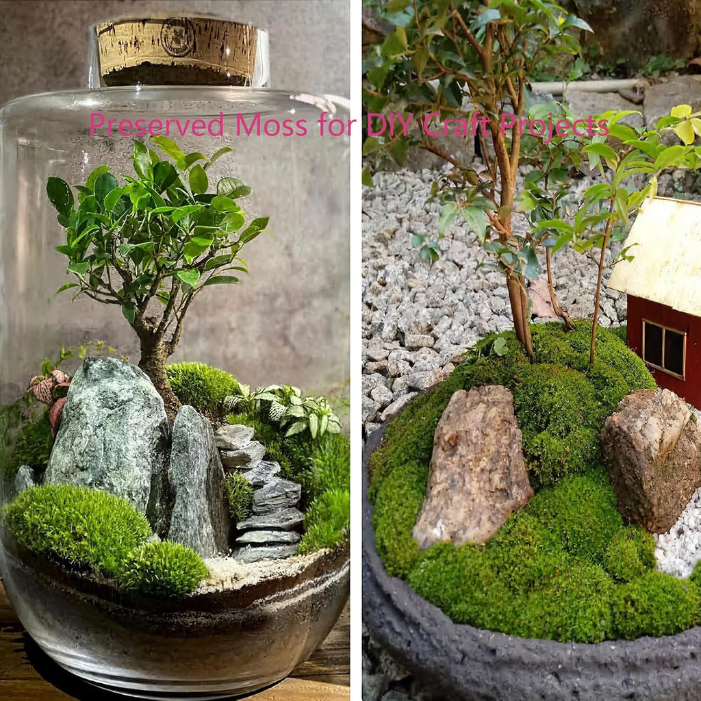 FAICOIA Preserved Moss Bulk Green Natural Preserved Pole Moss Pillow for Potted Plants 2.5 sq.ft Green Moss Balls for Bowls Wall Art Terrariums Crafts Fairy Gardens Easter Table Decor