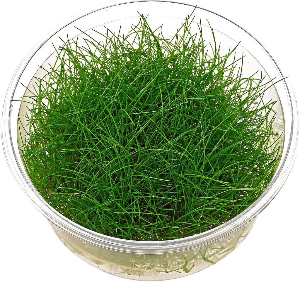 Dwarf Hairgrass - Eleocharis acicularis - in-vitro – Live Aquarium Plant