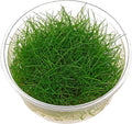 Dwarf Hairgrass - Eleocharis acicularis - in-vitro – Live Aquarium Plant
