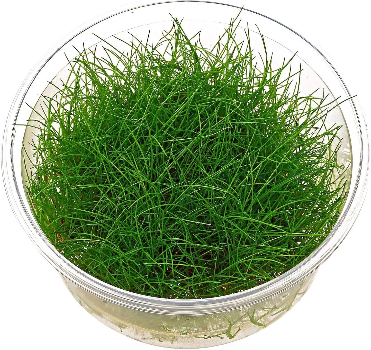 Dwarf Hairgrass - Eleocharis acicularis - in-vitro – Live Aquarium Plant