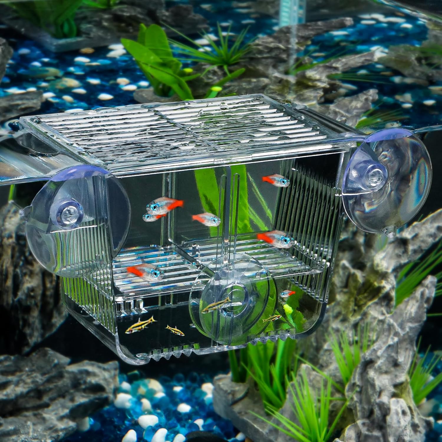Pawfly Aquarium Fish Breeding Box, Acrylic Fish Isolation Box with 6 Suction Cups, Aquarium Acclimation Hatchery Incubator for Baby Fish Shrimp Betta Aggressive Fish Guppy (Small)