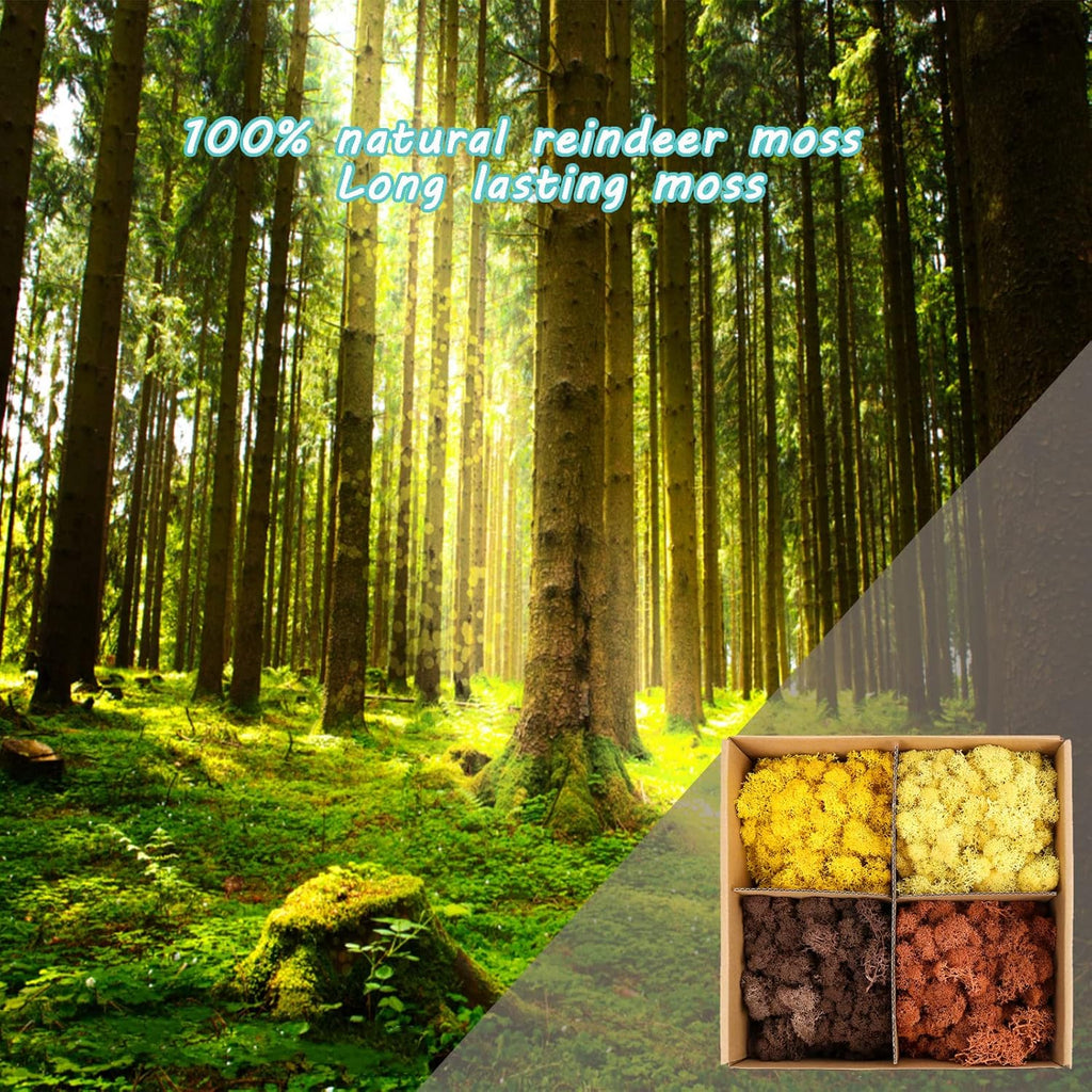 Amoueterno Preserved Moss 4 Color Reindeer Moss,Total 14OZ Each Color 3.5OZ, Natural Real Green Moss DIY Kit Moss Crafts Art Wall Decor Florist Decor Yellow/Light Yellow/Brown/Orange Brown