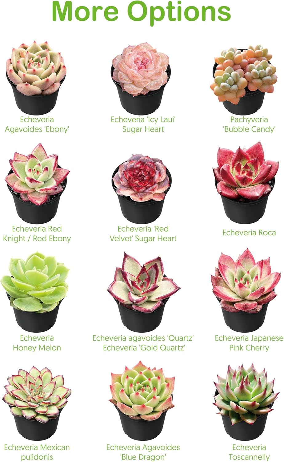 Live Succulent Echeveria 'Mottled Deer', Approx 2-inch Large, Potted Succulents, Fully Rooted, Easy Care House Plants