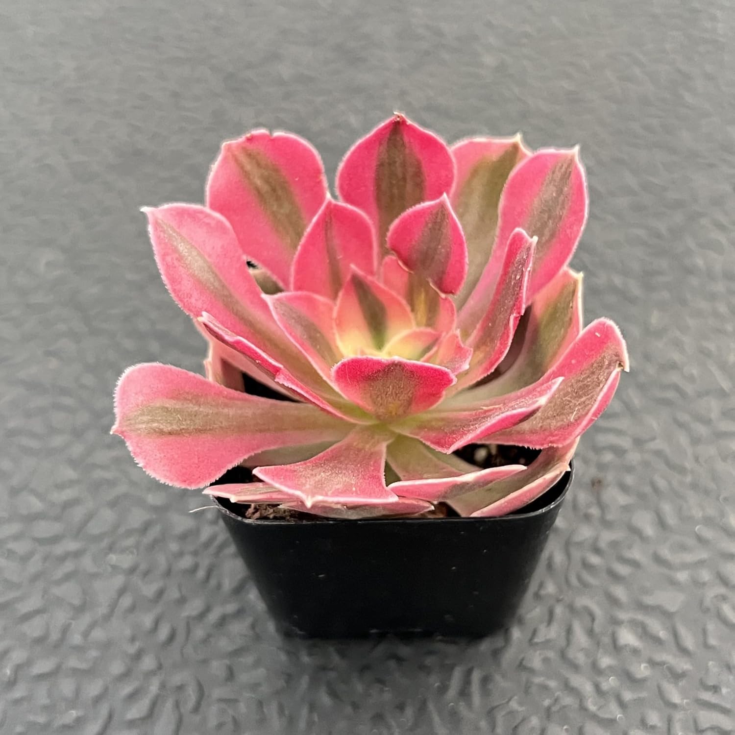 Sprout N Green Aeonium 'Pink Witch', Live Rare Succulent Potted 2" Planter, Real House Plant for Party Favors Home Indoor Outdoor Garden Wedding Decoration DIY Projects