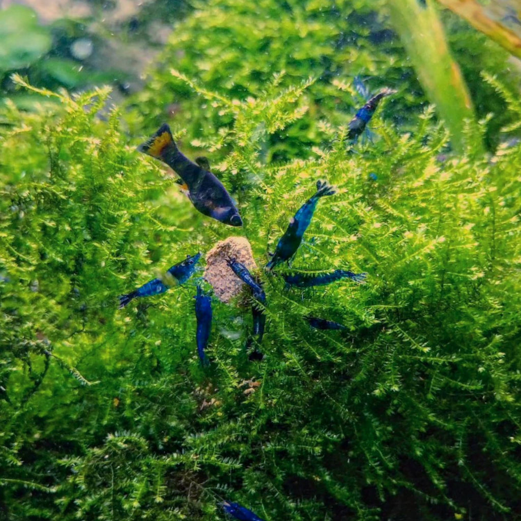 Java Moss | Vesicularia Dubyana Freshwater Live Aquarium Plant BUY2GET1FREE
