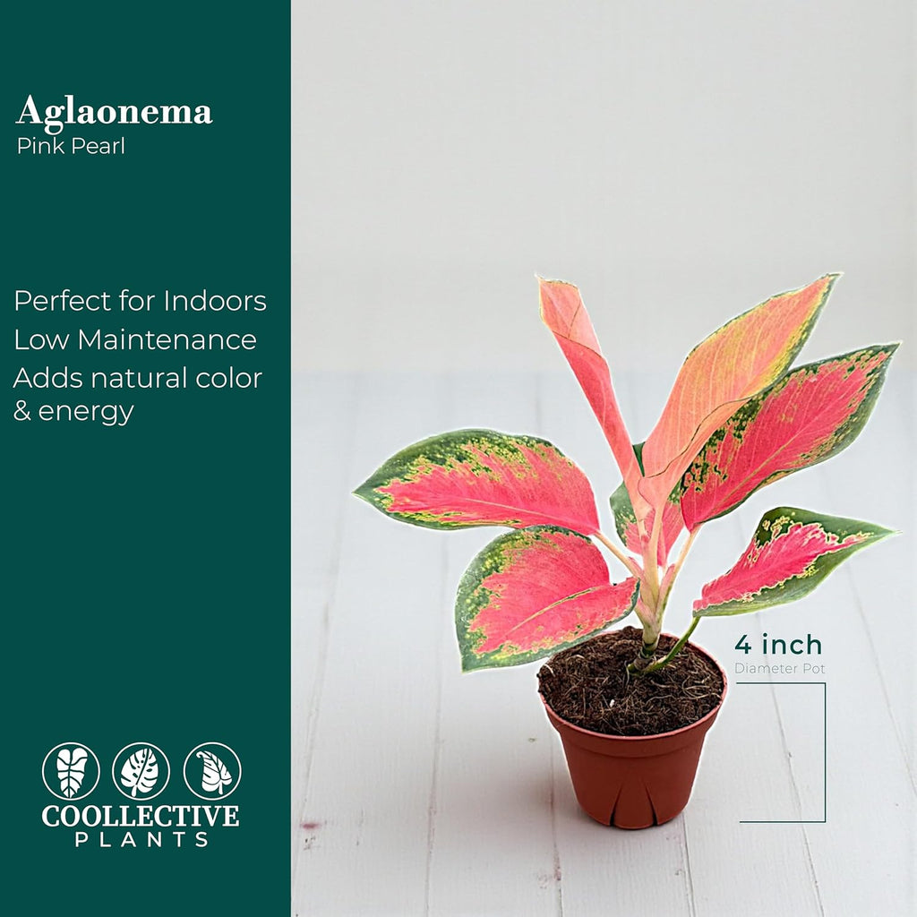 Aglaonema Pink Pearl, Live Plant in a 4 Inch Growers Pot, Live Indoor, Easy to Grow, Easy to Care, and Low Maintenance Houseplant,Pink Plants