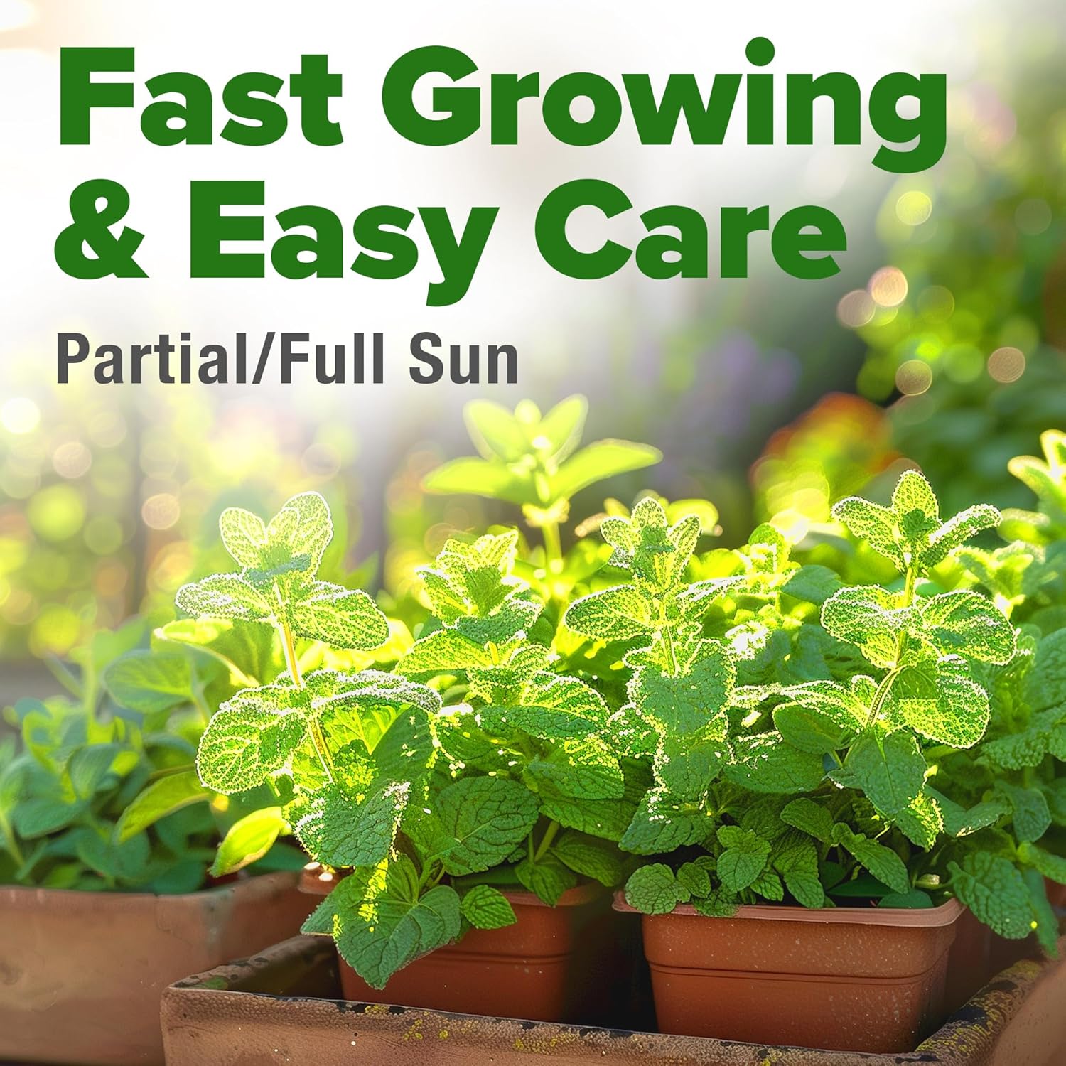 HOME GROWN Premium Common Mint Seeds (Bulk Pack) 3,600 Heirloom Herb Seeds, USA Sourced | Ideal for Planting Outdoors or Indoors for a Fresh Mint Tea Garden (Mentha spp)