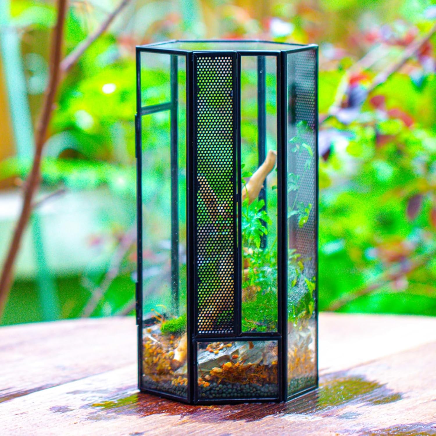 NCYP Small Glass Enclosure Terrarium with Mesh and Door for Jumping Spiders, Insects - Hexagon Shape Succulents Terrarium 4.9'' x 3.9'' x 9.4'', Tabletop Decor, Black (Plants Not Include)