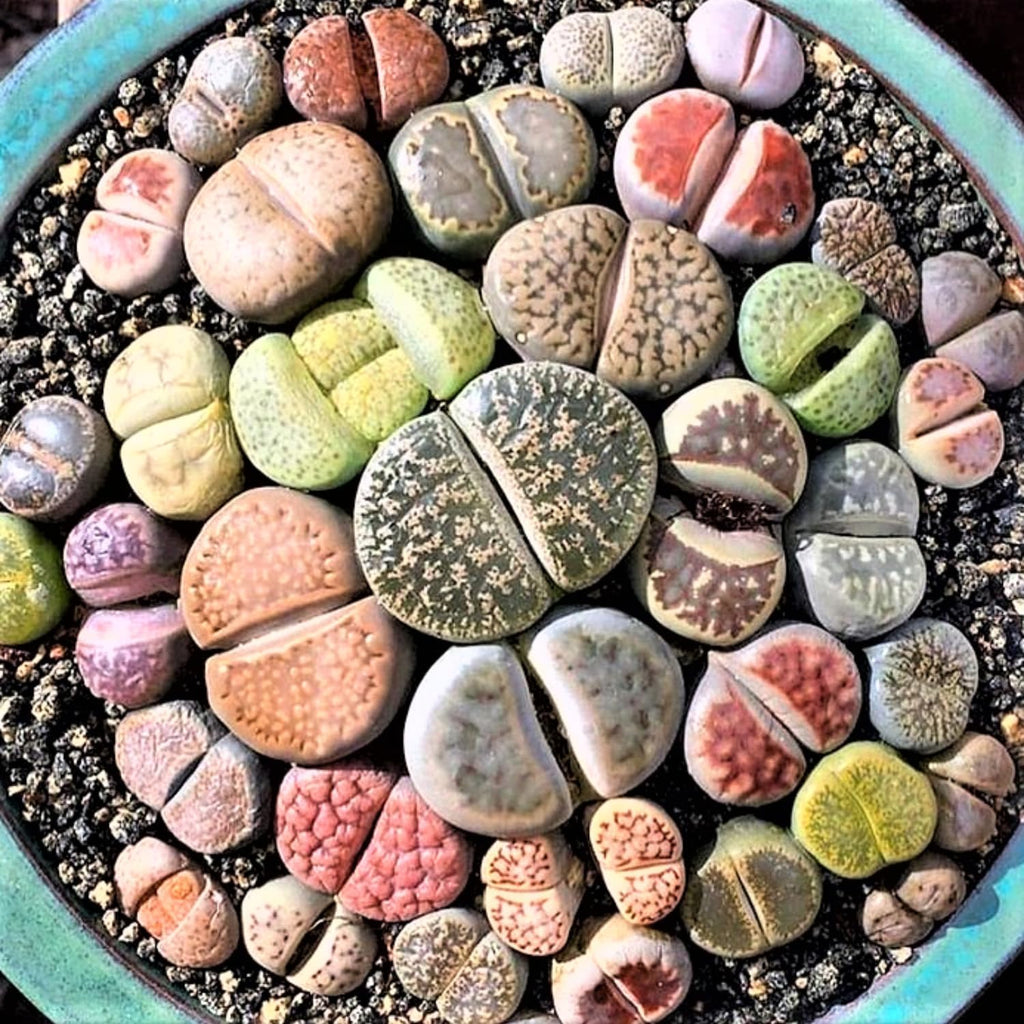 20 Pack Assorted Lithop Live Plants, Rare Living Stone Succulents Plants Live for Indoor Gardens, Lithops Seedlings