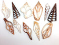 PEPPERLONELY 20PC Center Cut Assorted Mixed Sea Shells, 2 Inch ~ 3 Inch