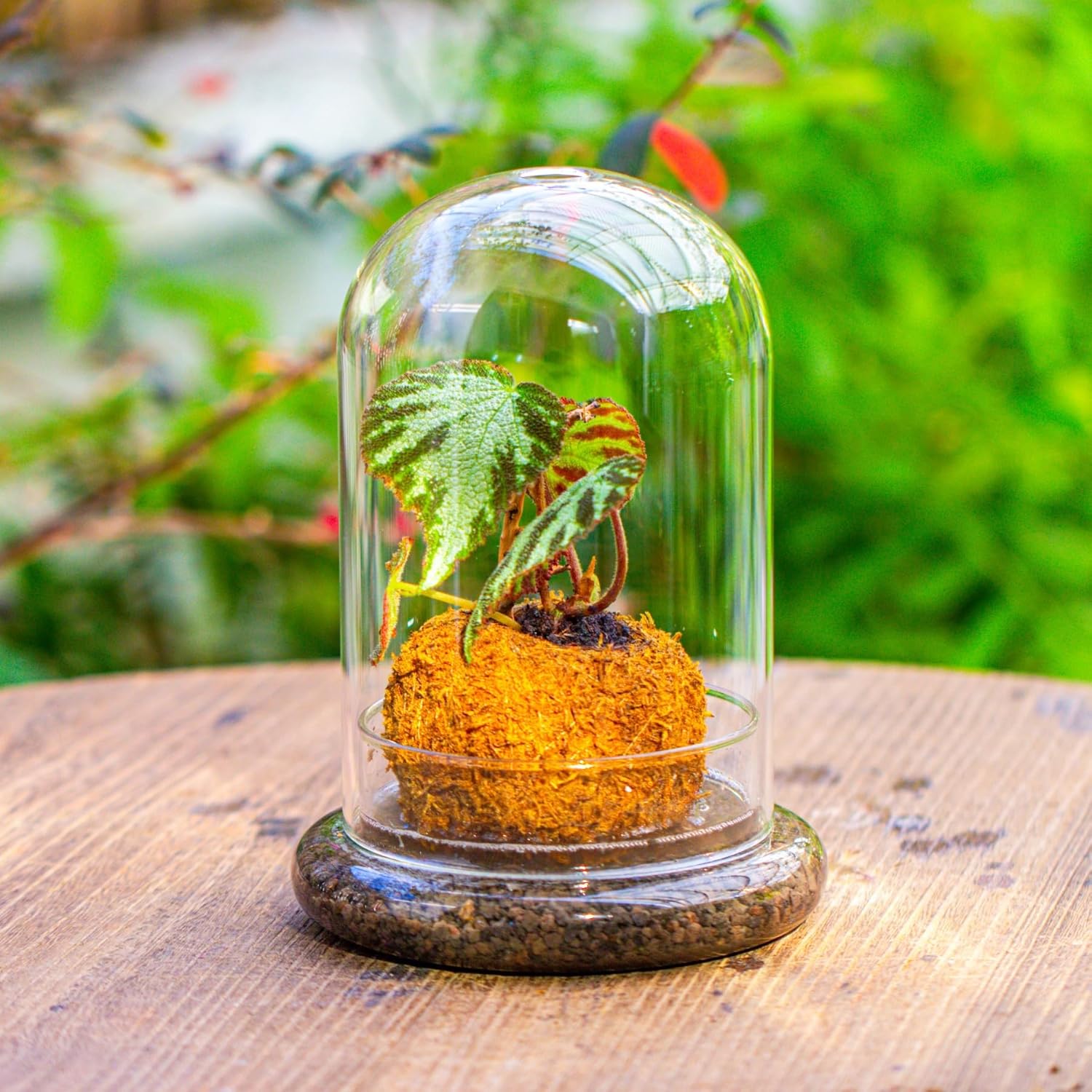 NCYP Glass Dome Cloche with Base and Air Hole - 5.9 x 5.9 x 8.2 Inches Indoor Tabletop Display Terrarium for Plant, Flower - Home Modern Decoration, Clear (No Plants)