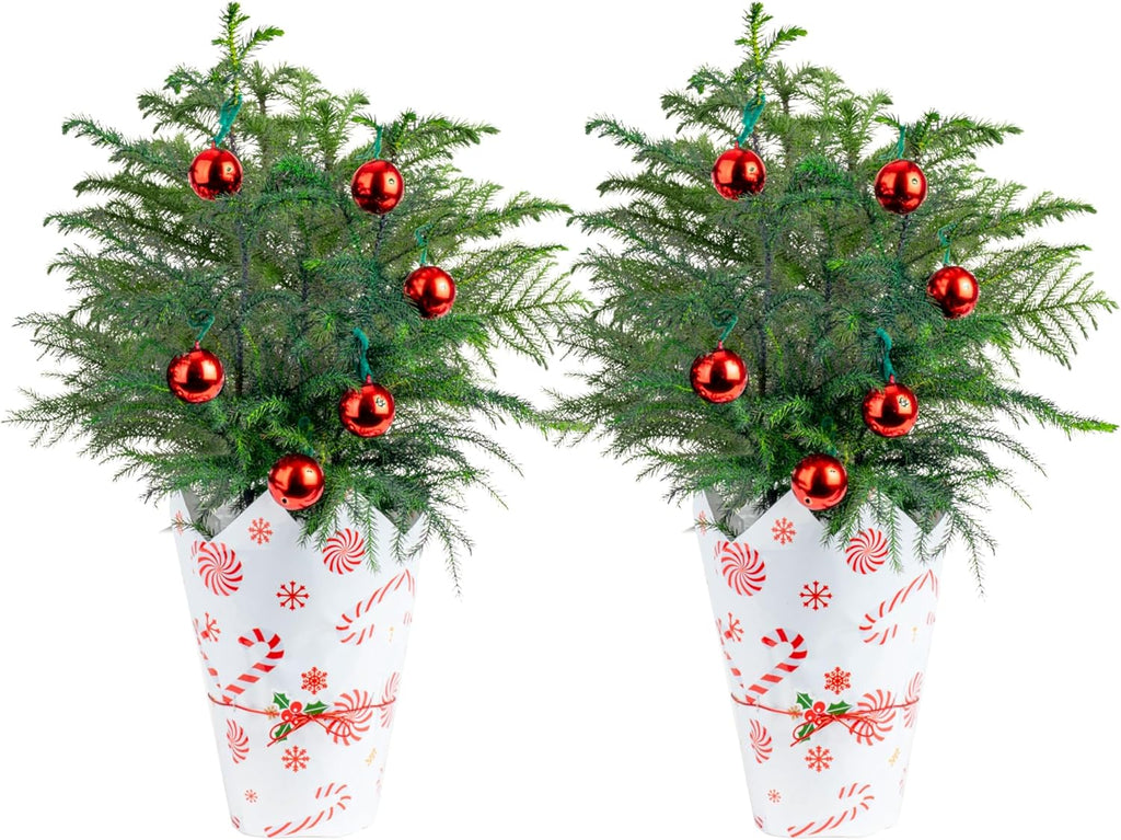 Costa Farms Live Small Norfolk Island Pine Christmas Tree in Modern Décor Planter, Holiday, Christmas Gift, Decoration, Holidays Room Decor, 10-12 Inches Tall